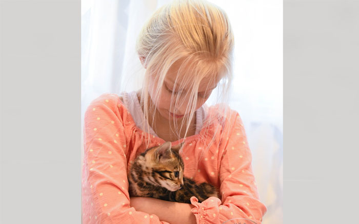 Bengal kitten for sale